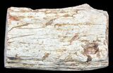 Polished Petrified Wood Limb - Madagascar #54610-1